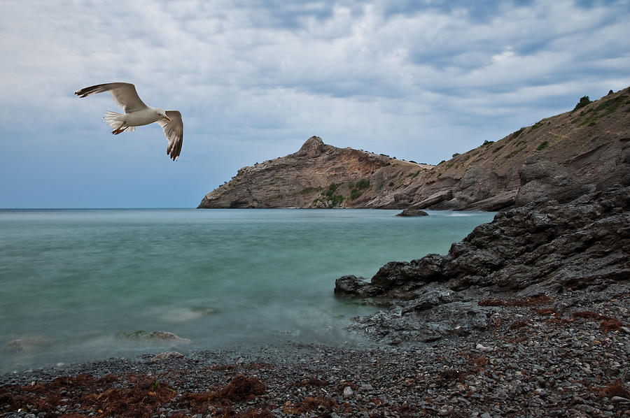 Landscape Photograph - Seagull Flying On Sea Coast by Ivan Kmit
