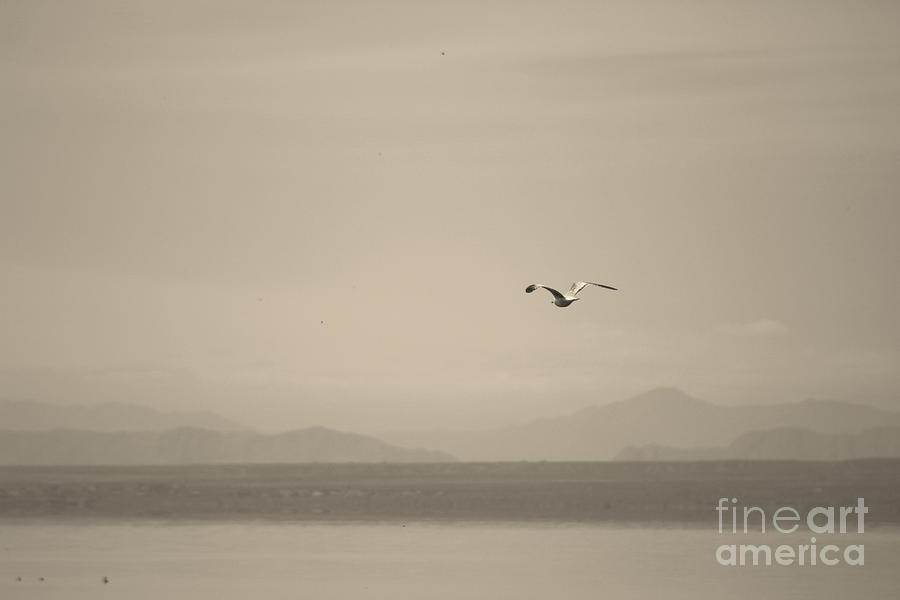 Seagull Flying Over The Salton Sea in Sepia Photograph by Colleen Cornelius