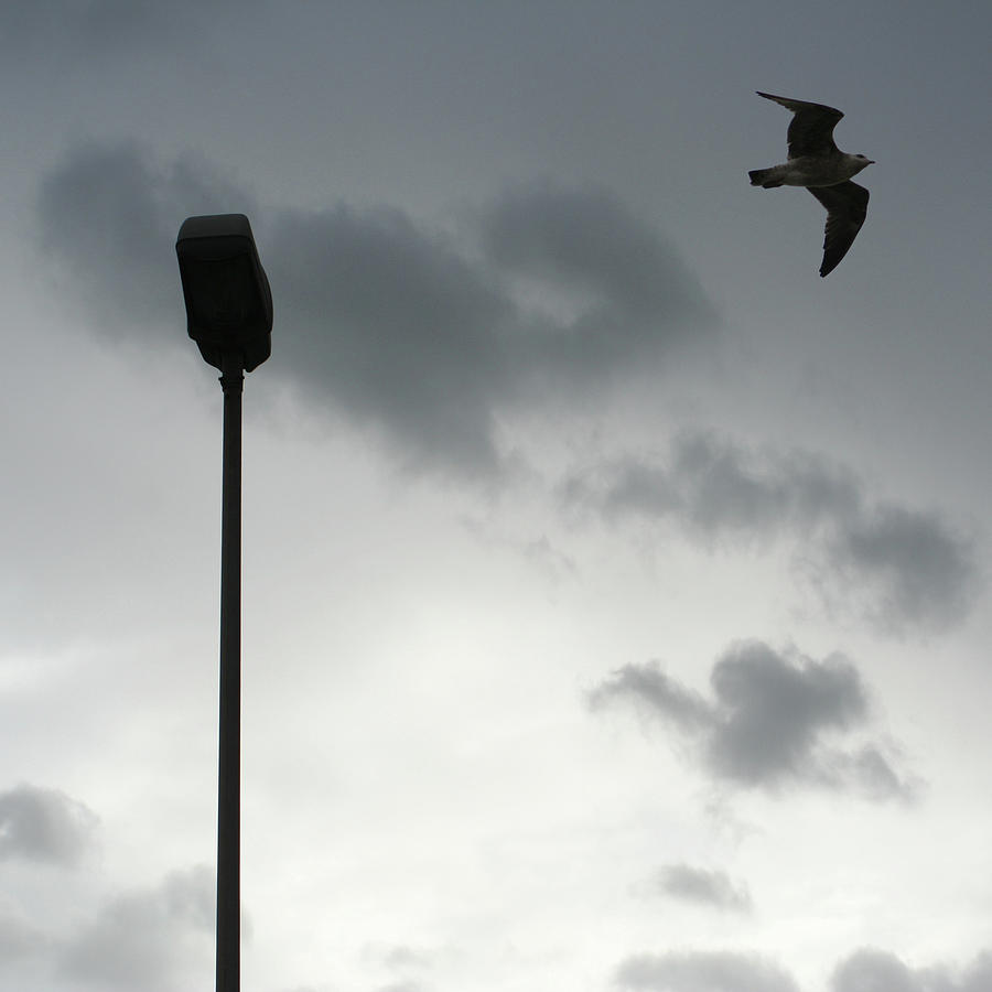 Seagull Flying Photograph by Saulgranda