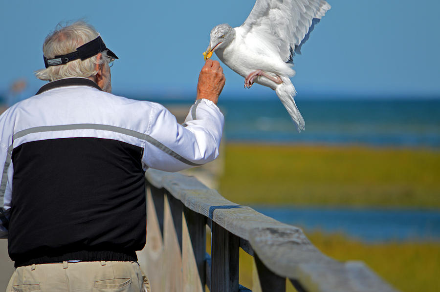 Seagull Friends Photograph by Dianne Cowen Cape Cod Photography