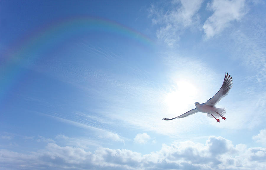 Seagull Photograph by Ichiro