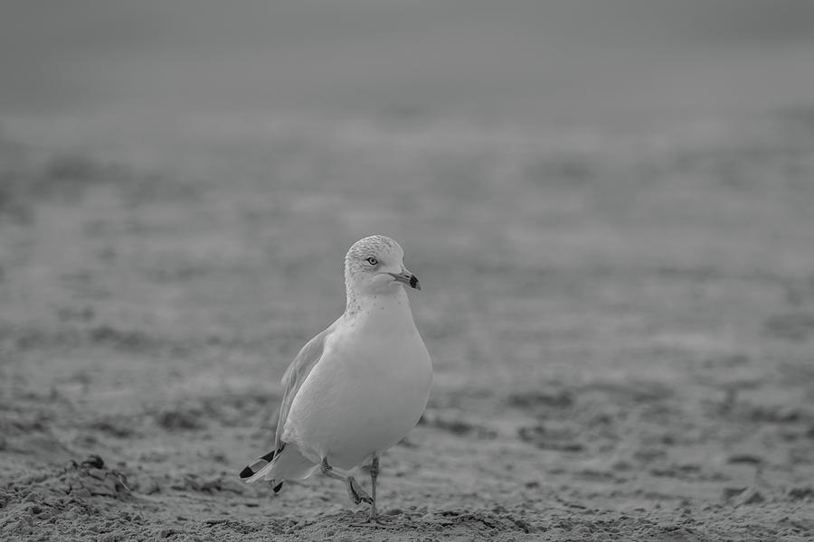 Seagull in Black and White Photograph by Constance Puttkemery