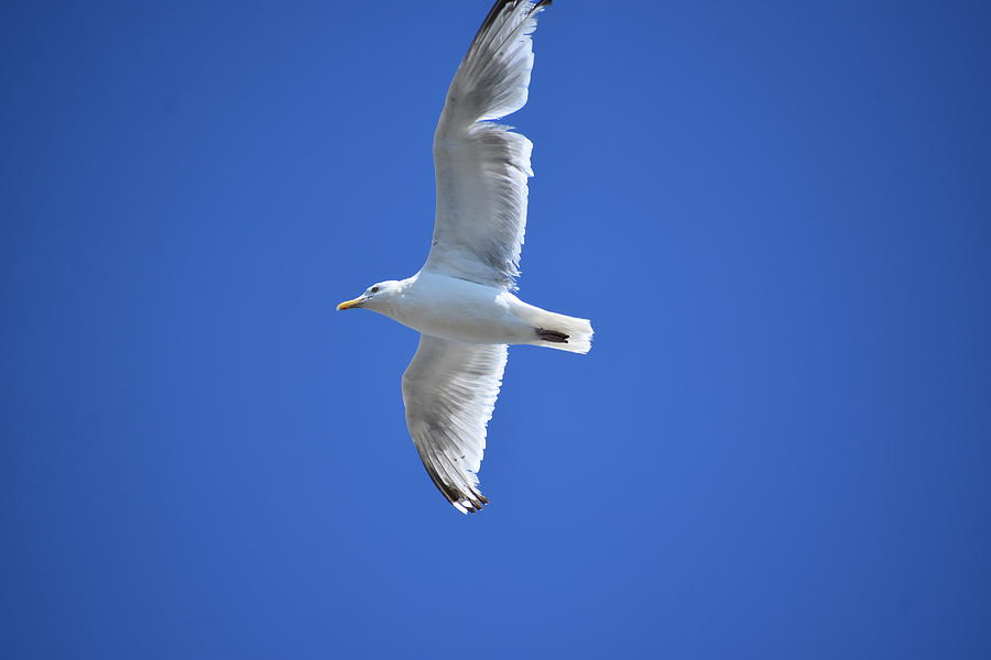 Seagull in Flight 1 Photograph by Nina Kindred
