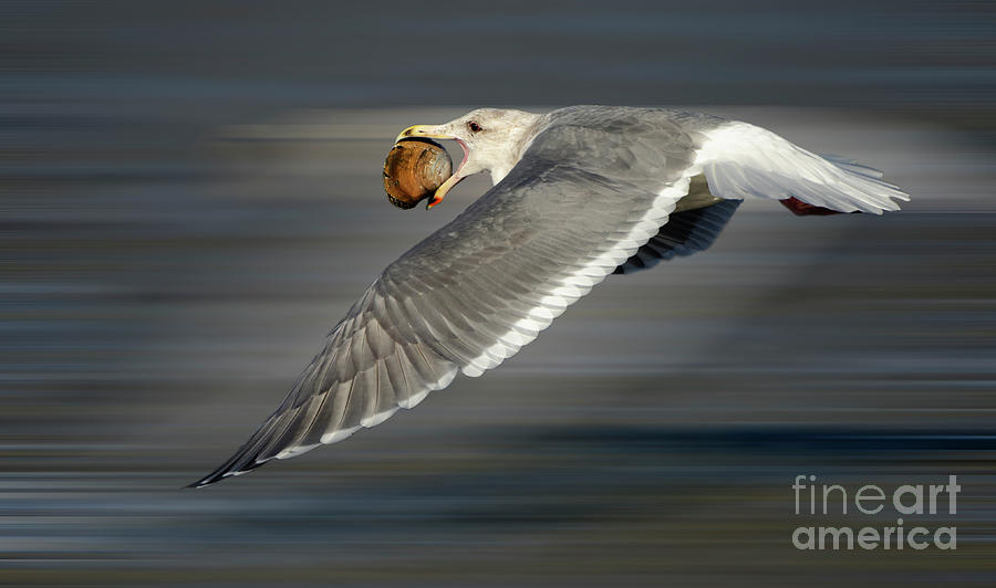 Seagull In Flight Photograph by Bob Christopher