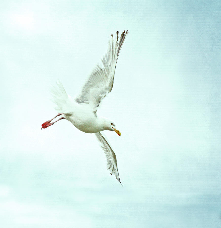 Seagull In Flight Photograph by Inmacor