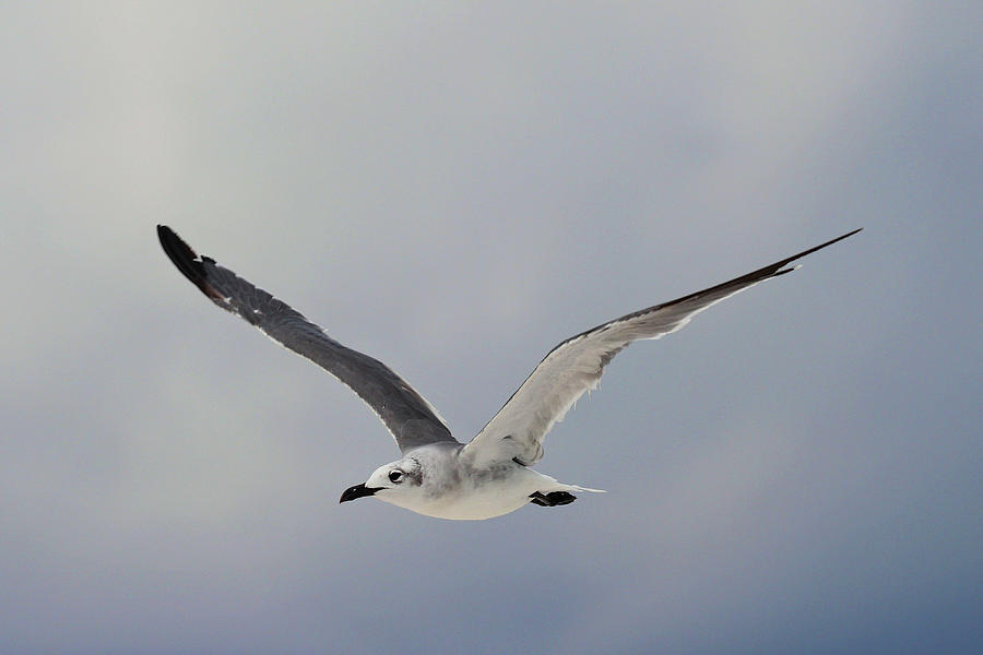 Laughing Gull in flight on the Coast of Florida Photograph by Jordan Hill