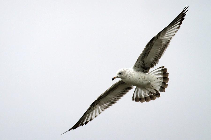 Seagull In Flight Photograph by Maureen P Sullivan