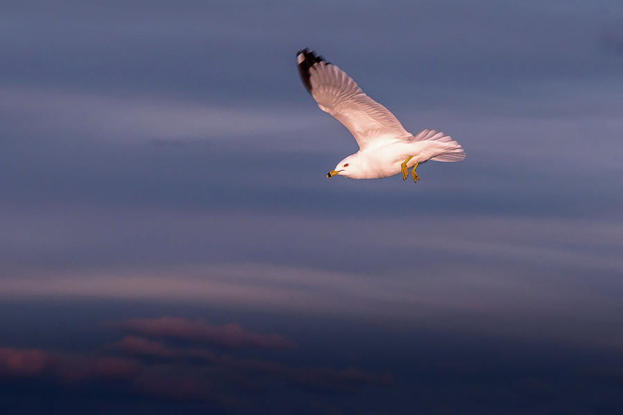 Seagull In Flight Photograph