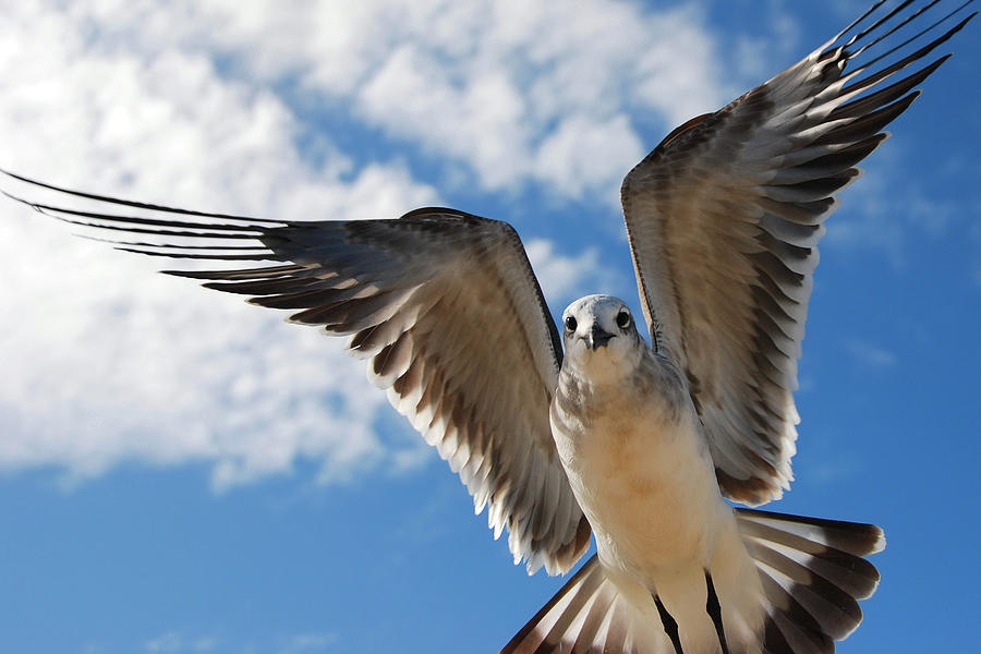Seagull In Flight Photograph by Stephen Yelverton Photography