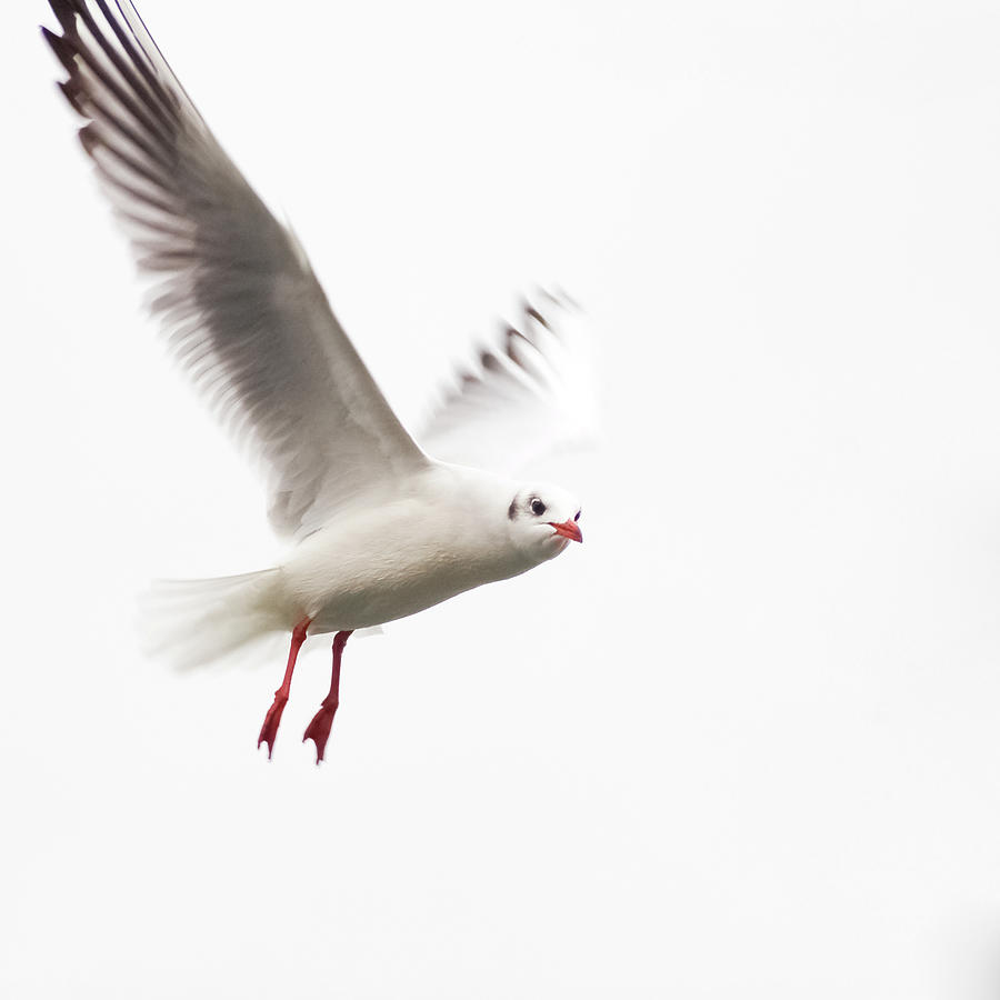 Seagull In The Air Looking At Me Photograph by Positiv Photography
