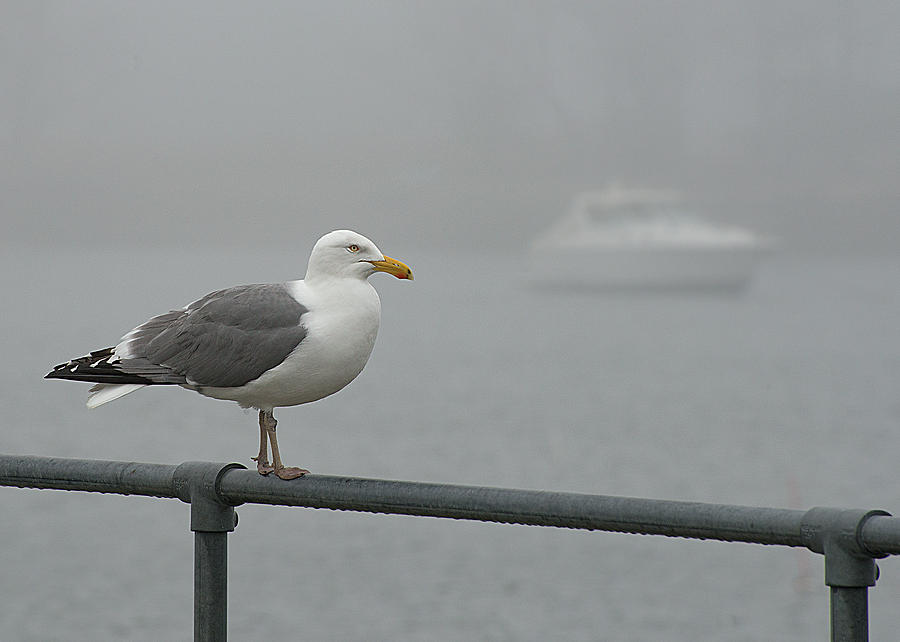 Seagull Standing In the Rain Photograph by Cordia Murphy
