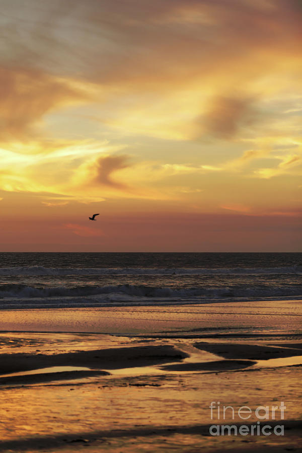 Seagull near Huntington Beach Photograph by James Moore