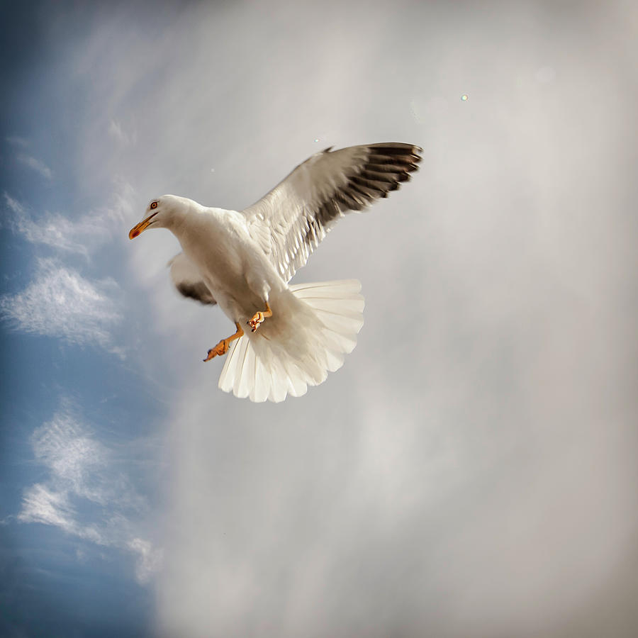 Seagull Photograph by Johann S. Karlsson