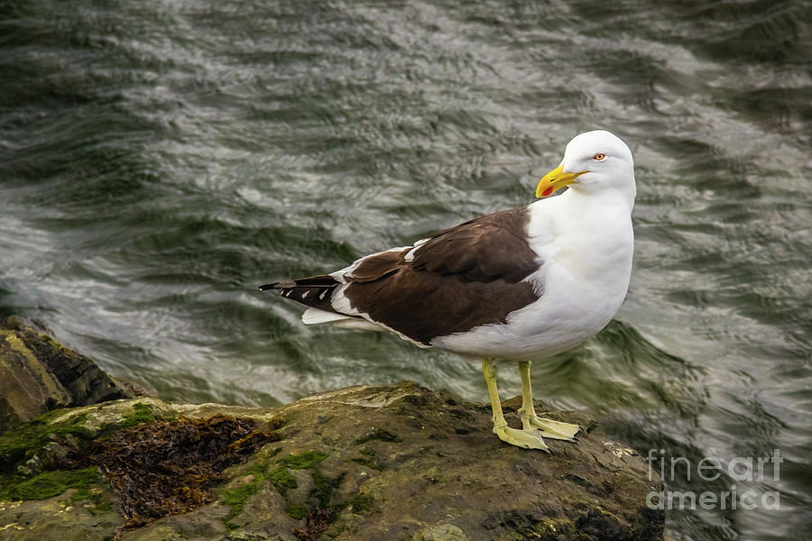 Seagull Photograph by Lyl Dil Creations