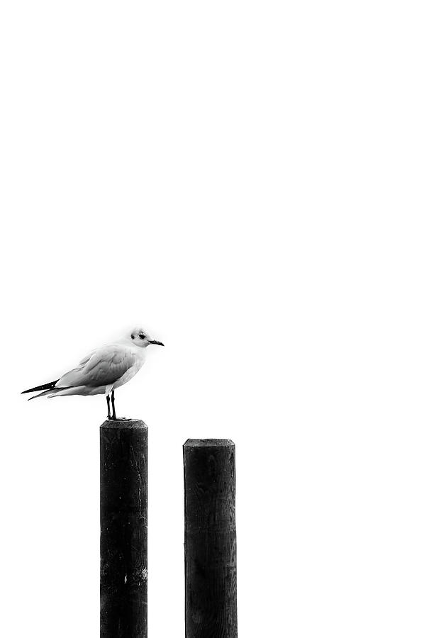 Seagull Photograph by Marta Nardini