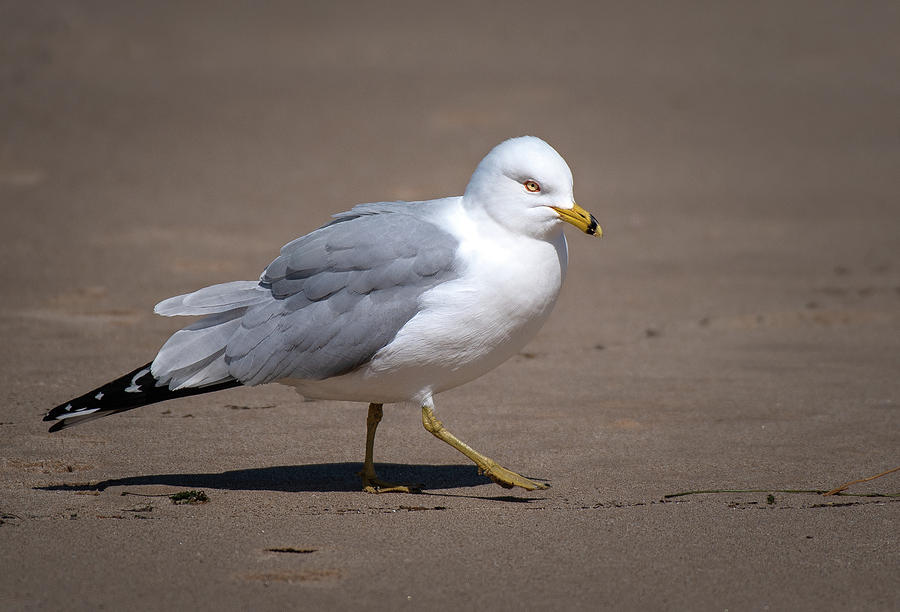 Seagull Modeling Photograph