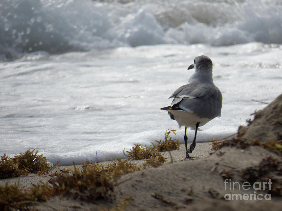 Laughing gull enjoying the ocean view in the morning light Photograph by Christy Garavetto