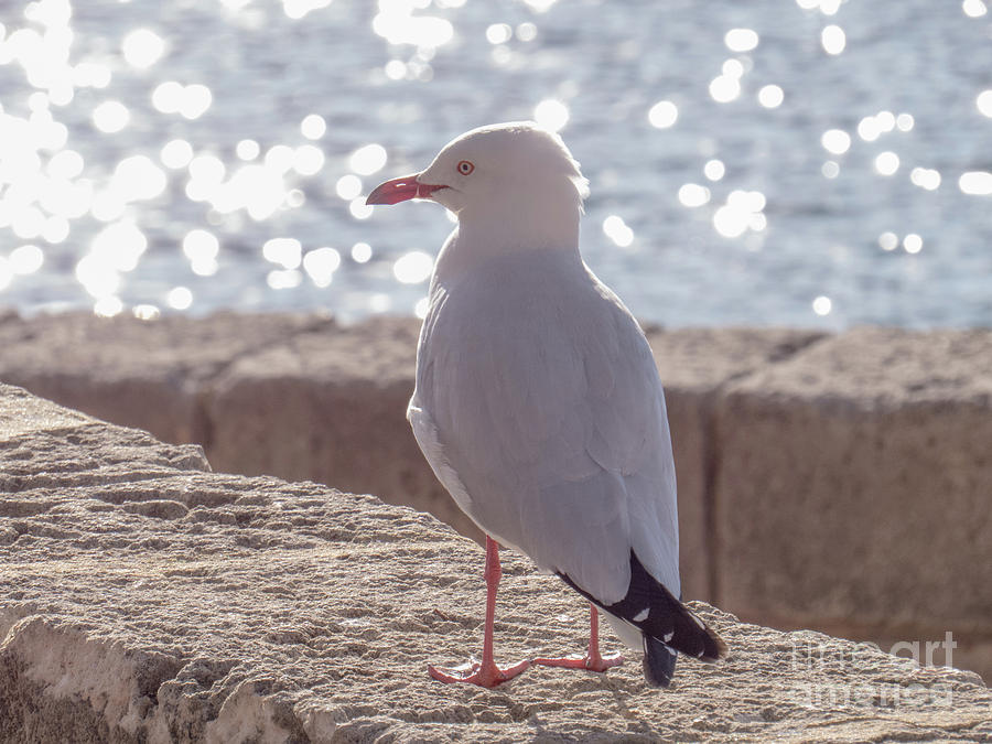 Seagull on Boardwalk Photograph by Christy Garavetto