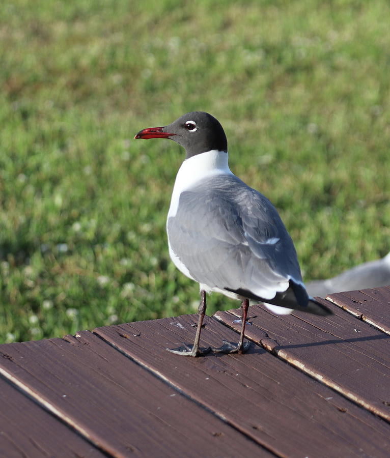Seagull On Deck 3 Photograph