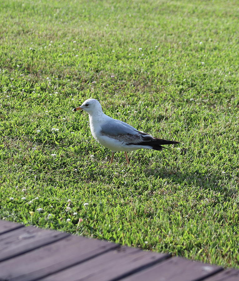 Seagull On Grass Photograph