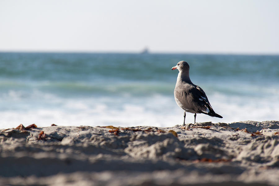 Seagull On The Beach Photograph by Thomas Davis