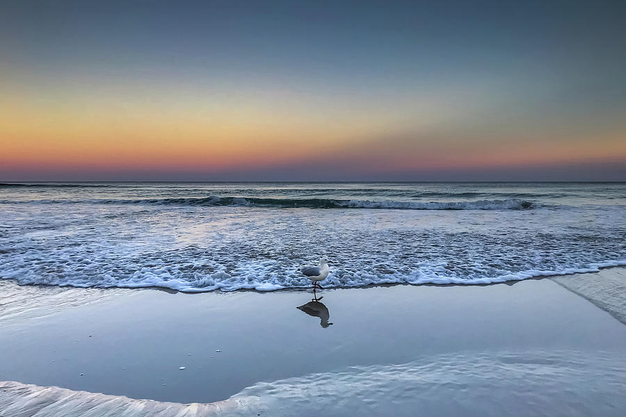 Seagull On The Beach by Uncle Arny Seagull On The Beach by Uncle Arny