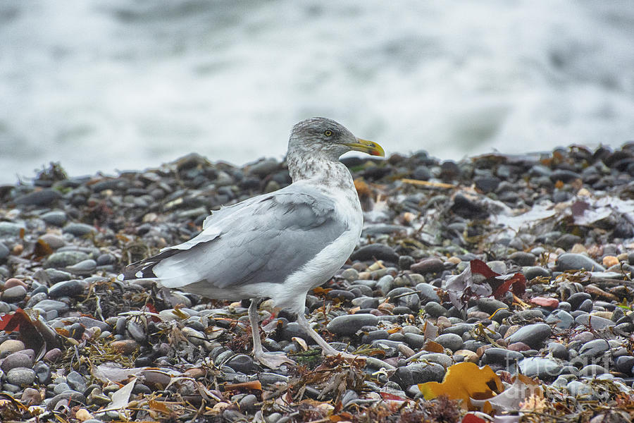 Seagull on the Rocks by Ruth H Curtis Seagull on the Rocks by Ruth H Curtis