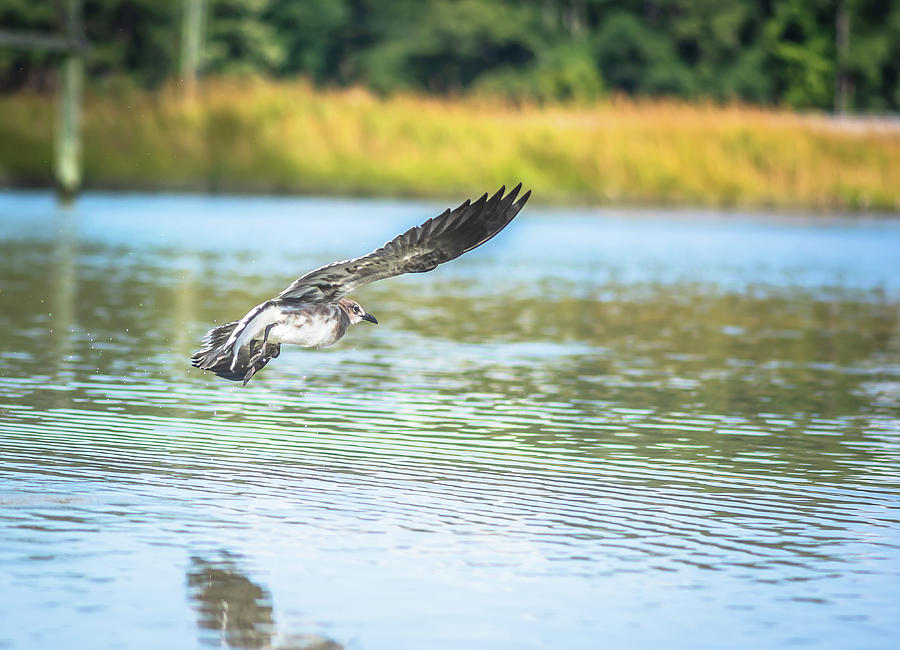 Seagull over Pagan River Photograph by Lori Rowland