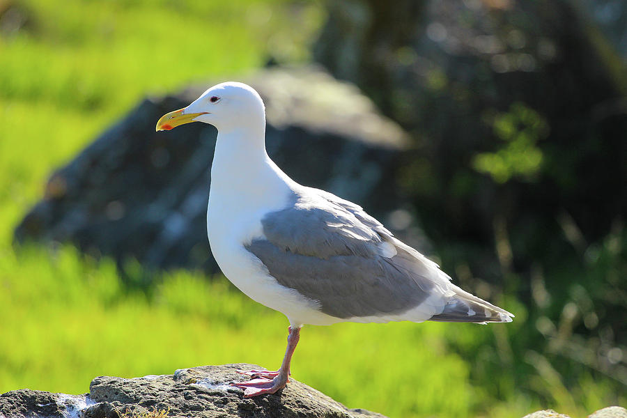 Seagull by Pacific Northwest Sailing Seagull by Pacific Northwest Sailing