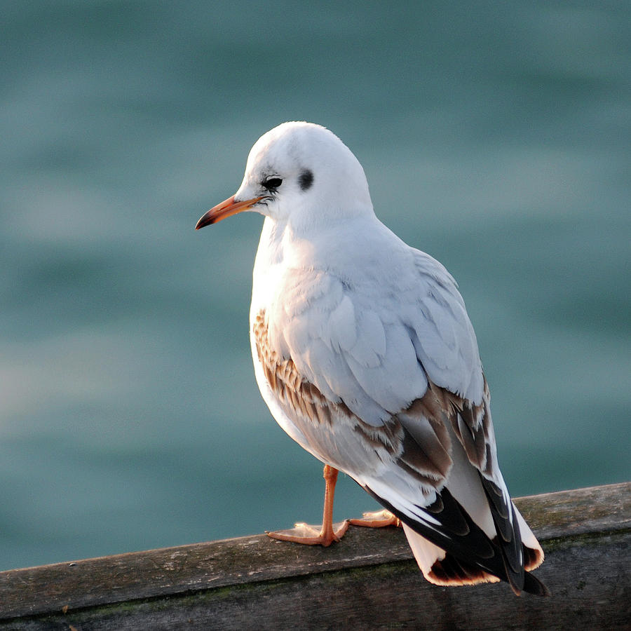 Seagull Photograph by Peter Funnell