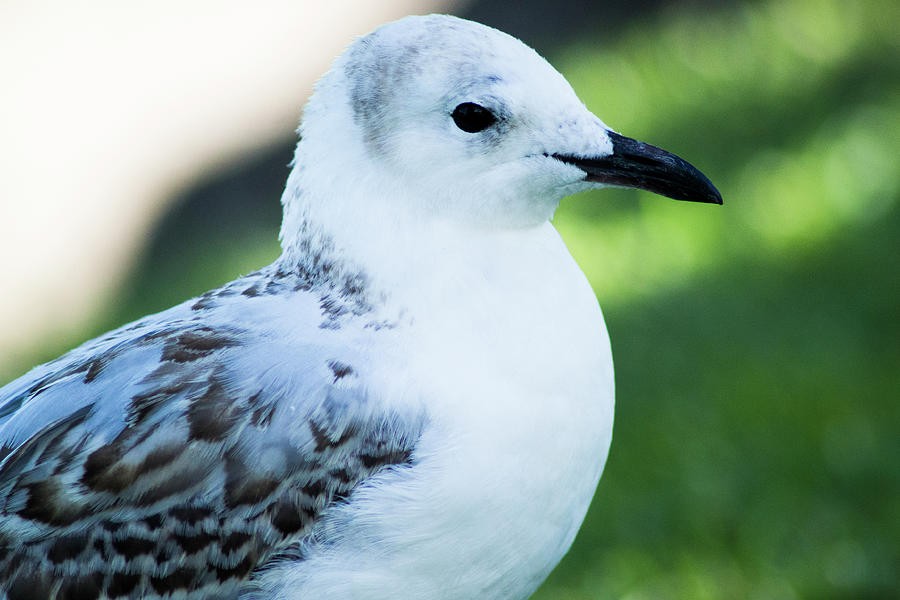 Seagull Portrait 4 by Naomi Burgess Seagull Portrait 4 by Naomi Burgess