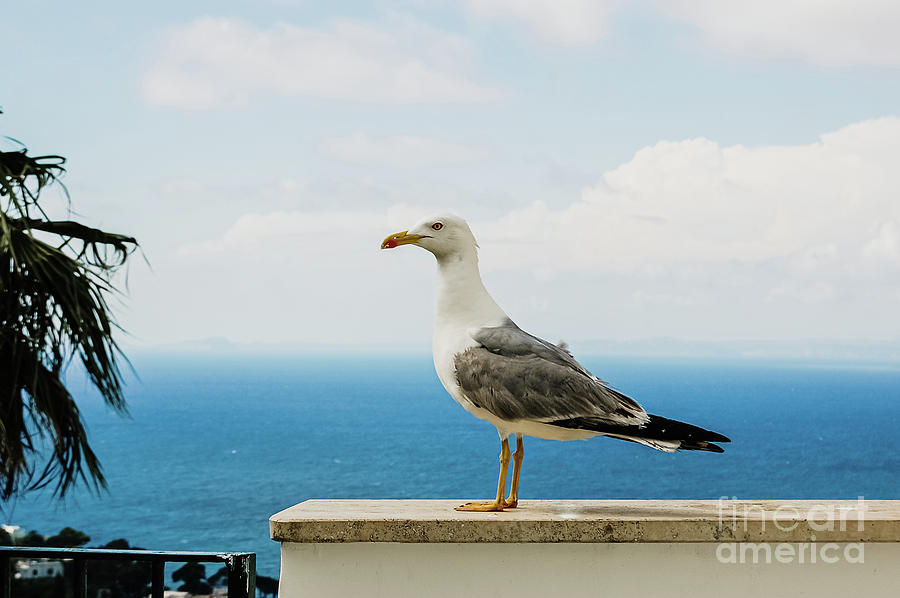 Seagull posing for the photographer with the background of the b Photograph by Joaquin Corbalan