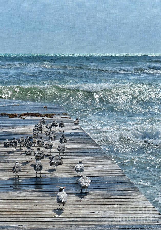 Seagull Runway Photograph by Diana Rajala
