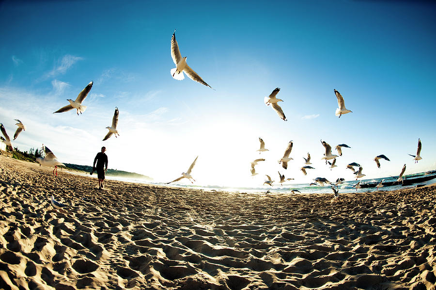 Seagull Scatter Photograph by Stephengovel