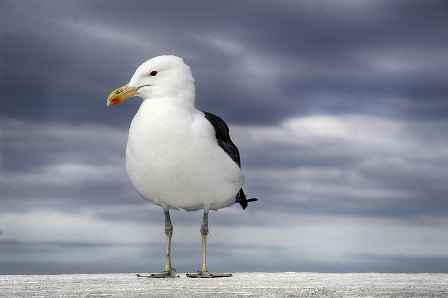 Seagull Serenade Photograph by Andrew Hewett