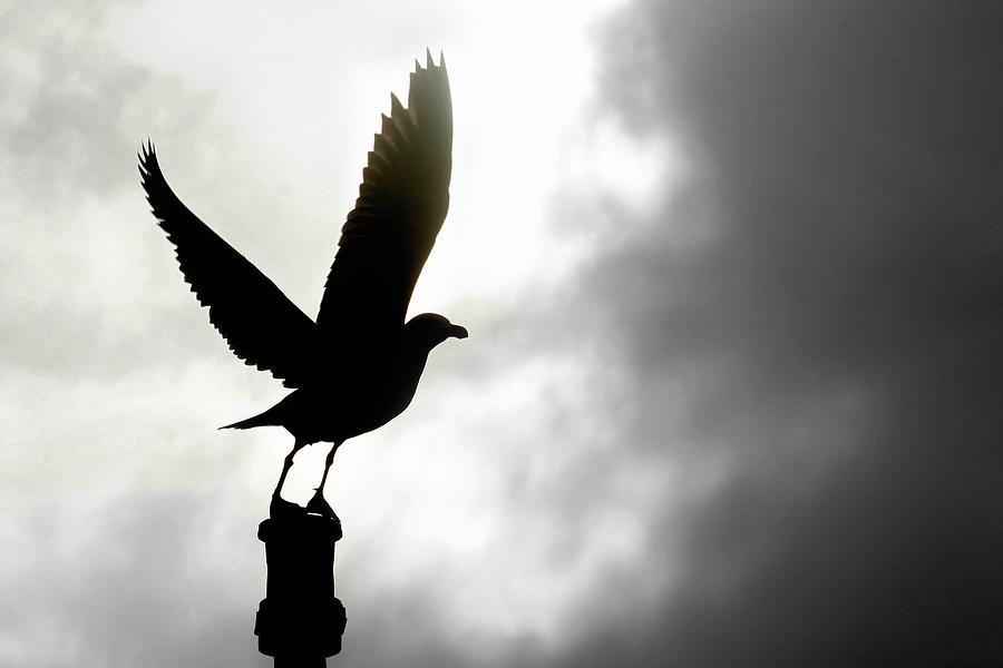 Seagull Silhouette Photograph by Andrew Hewett