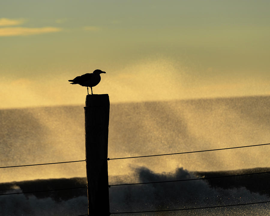 Seagull Silhouette on a Piling Photograph by William Dickman