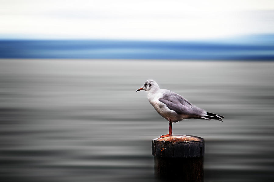 Seagull Sitting On A Bollard Photograph by Image By Chris Frank