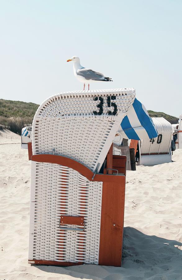 Seagull Sitting On A Roofed Wicker Beach Chair Photograph by Franziska Pietsch