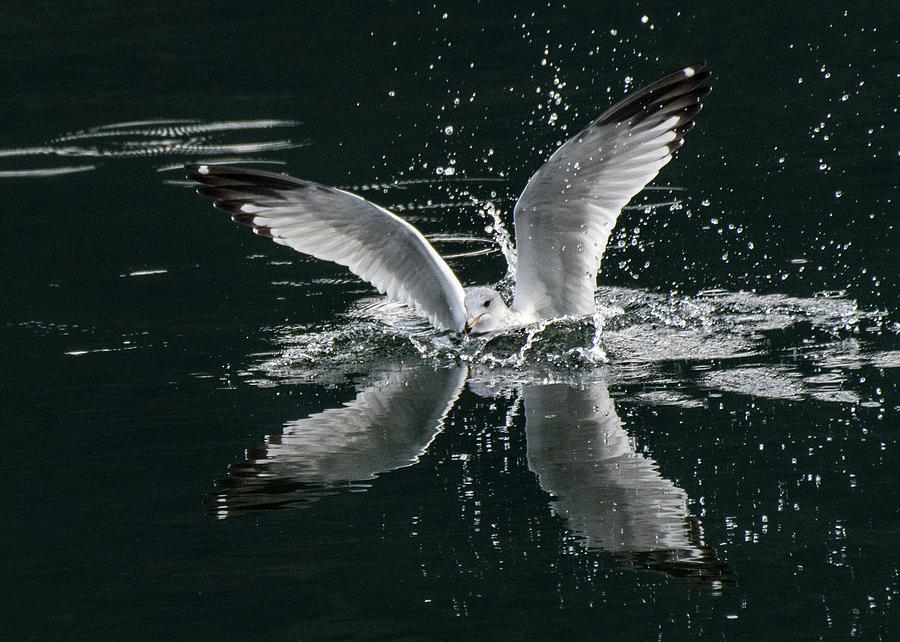 Seagull Splashdown Photograph