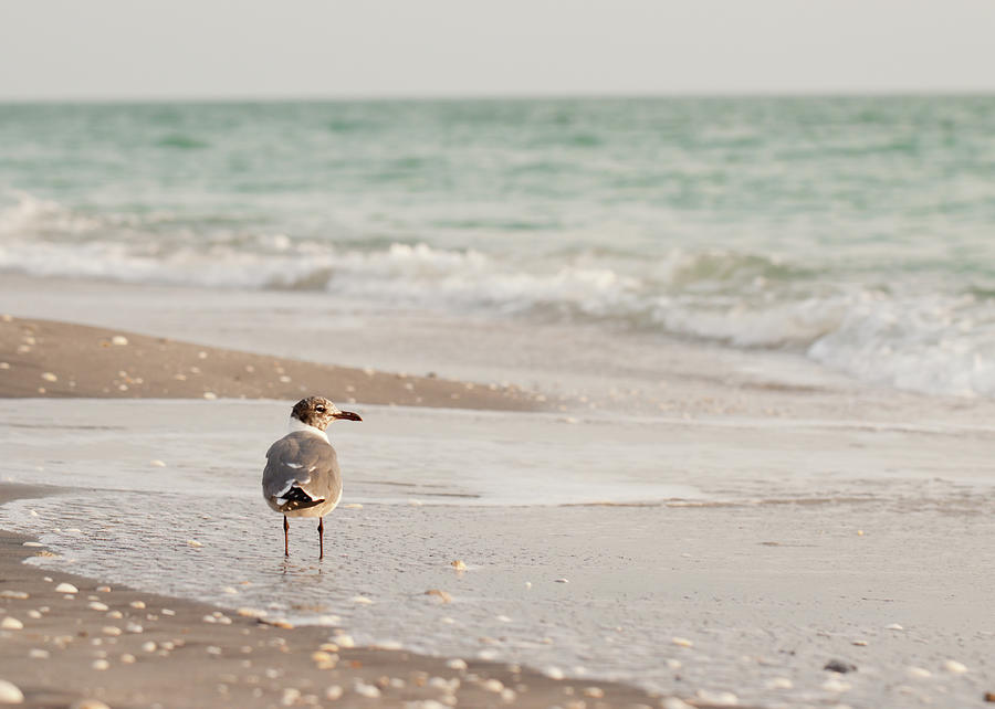 Seagull Standing In Ocean On Beach Photograph by Kerri Wile