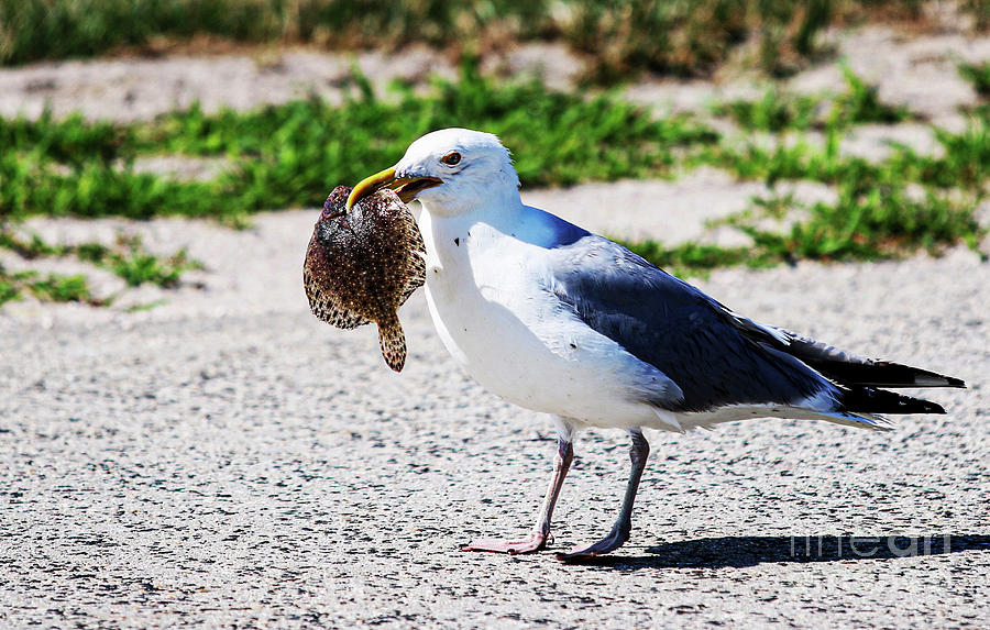 Seagull Standing On A Road With A Fish In Its Mouth Photograph By David 