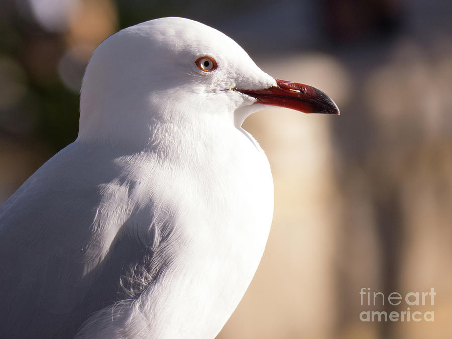 Seagull relaxing Photograph by Christy Garavetto