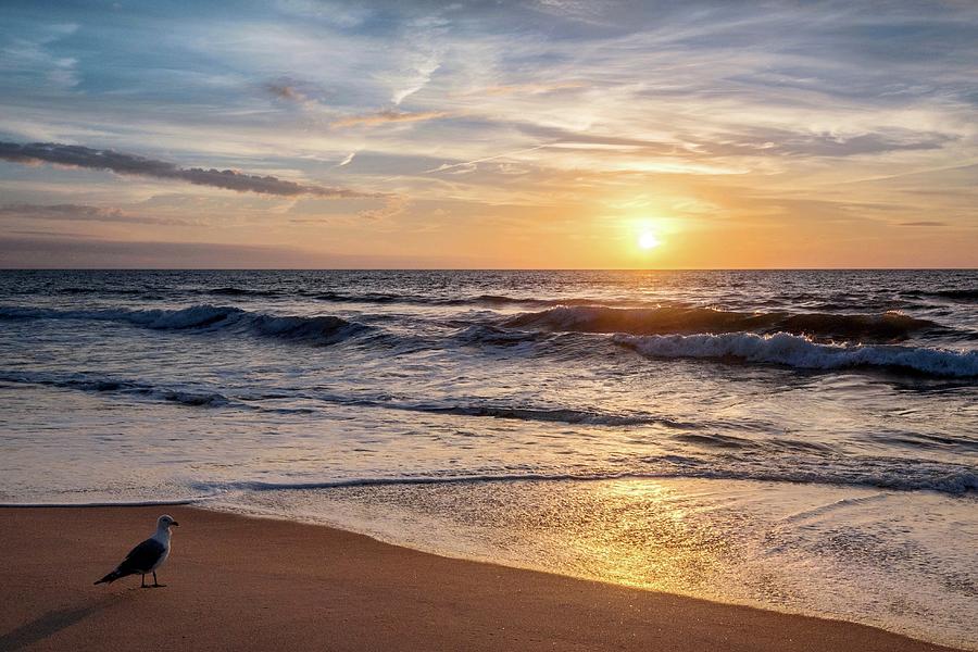 Seagull Sunrise, Jersey Shore Photograph