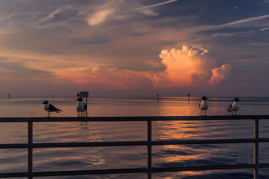 Seagull Sunset Photograph by Arttography LLC