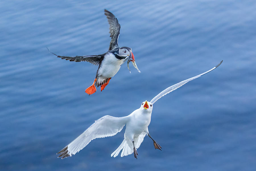 Puffin Photograph - Seagull Vs Puffin by James Bian