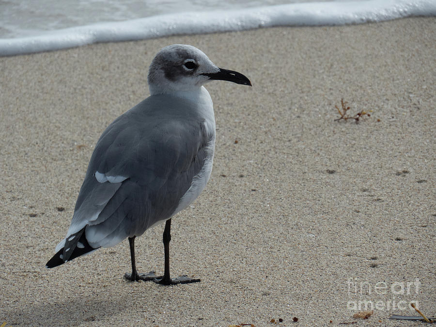 Laughing gull enjoying the shoreline Photograph by Christy Garavetto