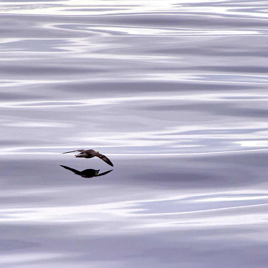 Seagull With Reflection In The Sea Photograph by Stephan Bcker