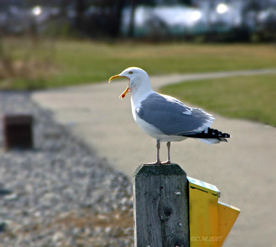 Seagull Yawn Photograph