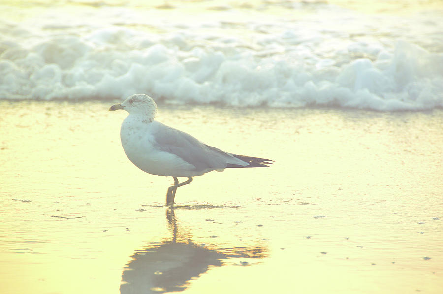 Seagull Yoga Photograph by JAMART Photography